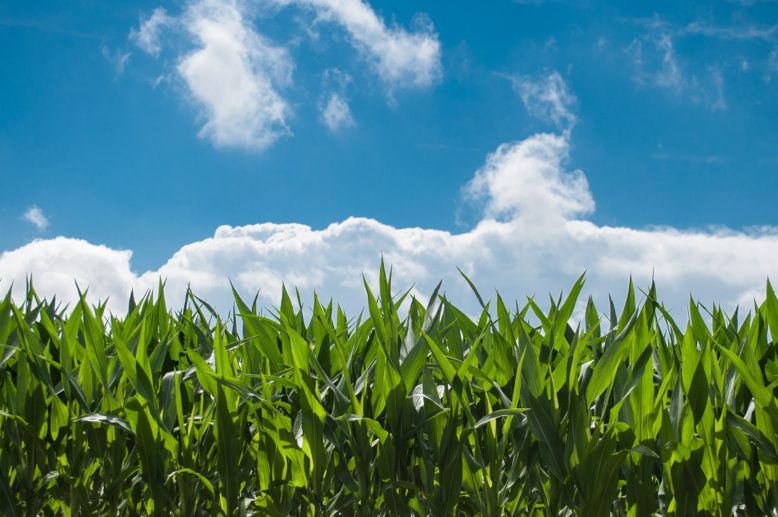 Campo con plantación de maíz híbrido