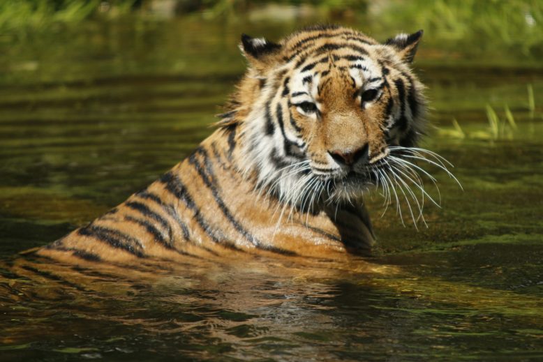 Producto prohibido del tigre de Malasia