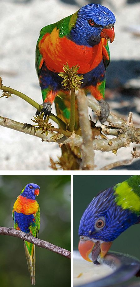 Le Loriquet arc-en-ciel