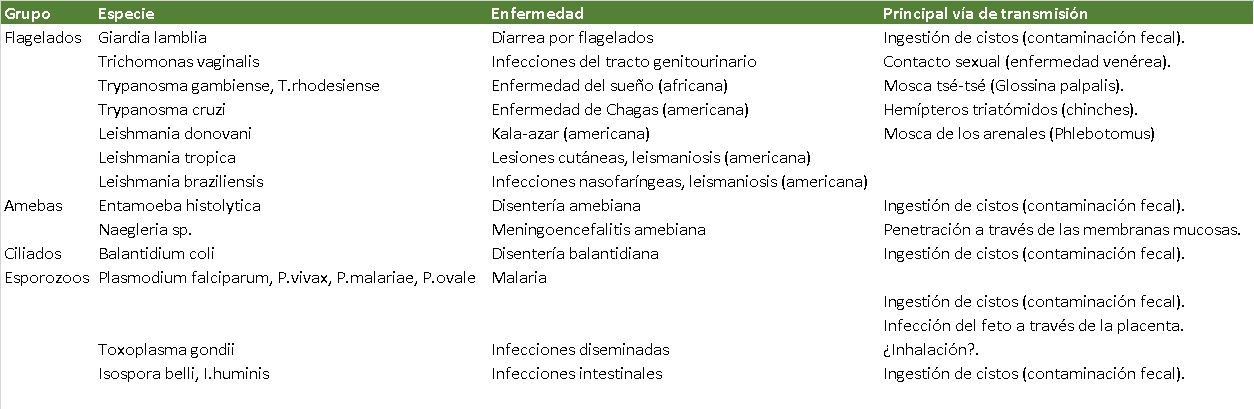Maladies protozoaires