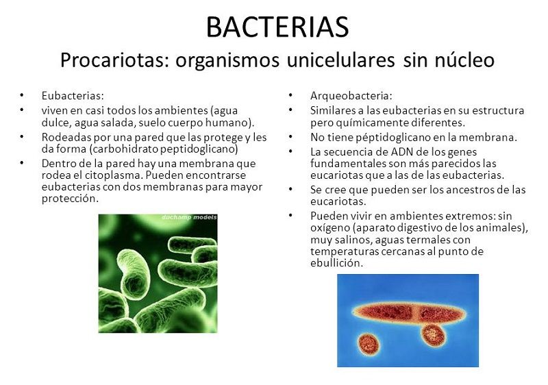 Bactéries procaryotes - Organismes unicellulaires sans noyau
