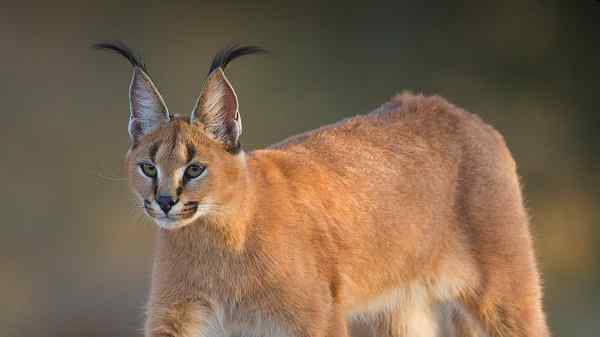 le caracal en voie de disparition
