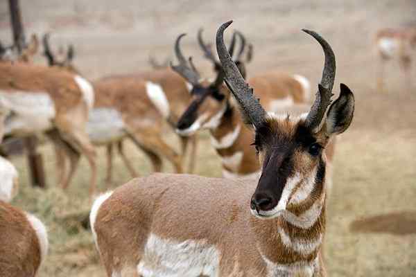 Pronghorn animal en danger d'extinction