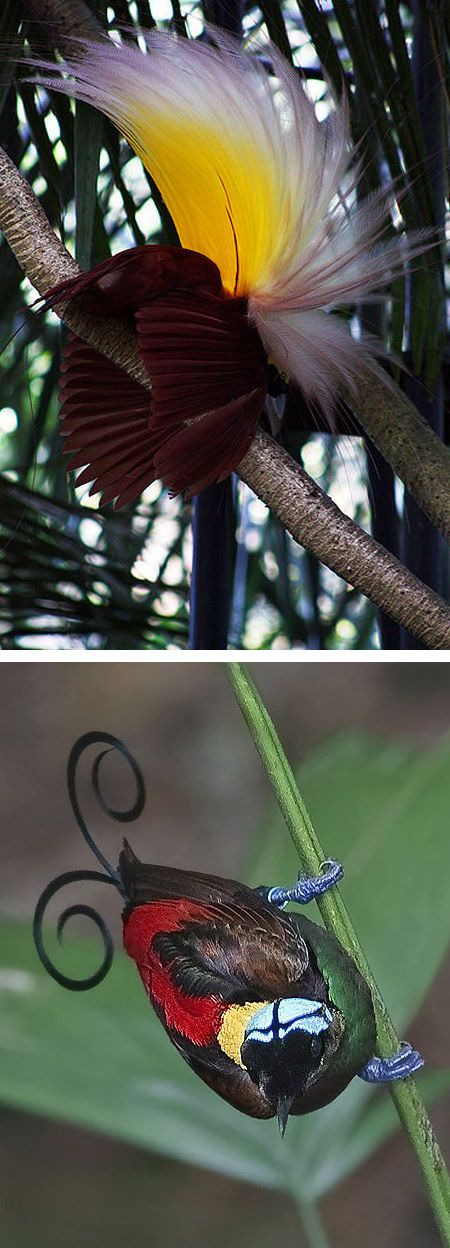 Oiseau de paradis de Bali
