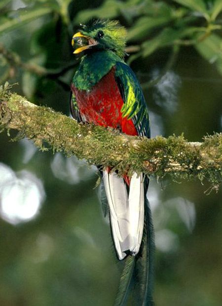 Le quetzal