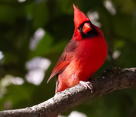 Cardinal du Nord