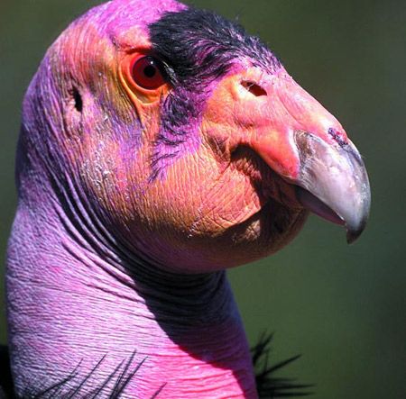 Condor de Californie