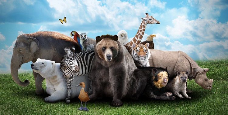 Les animaux sauvages