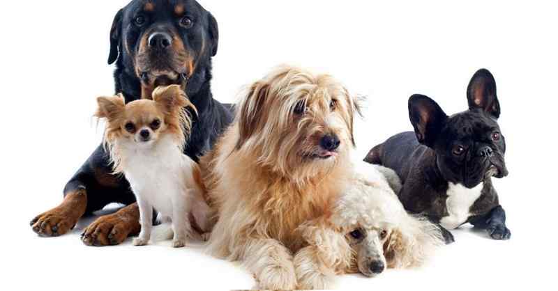 aspects sur les chiens