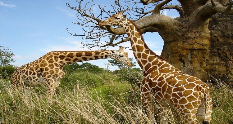 Animaux sauvages