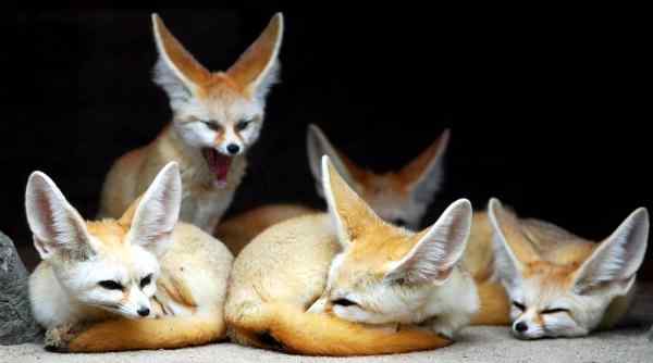 Renard Fennec en voie de disparition