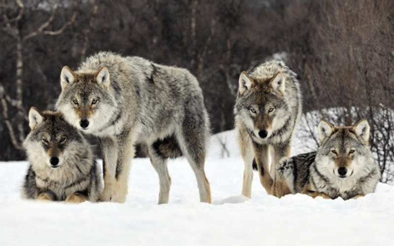 loup en meute