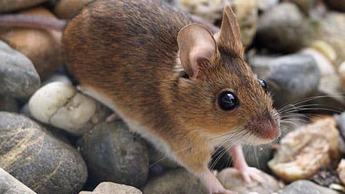 signification de rêver de souris