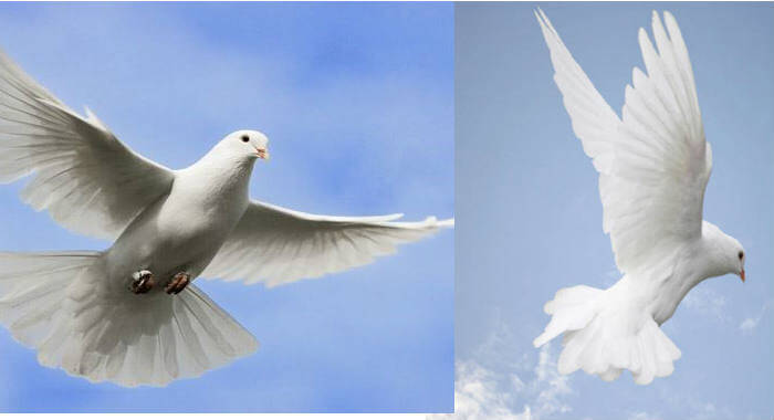 que signifie une colombe blanche qui vole