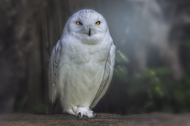 qu'est-ce que cela signifie d'entendre un hibou la nuit