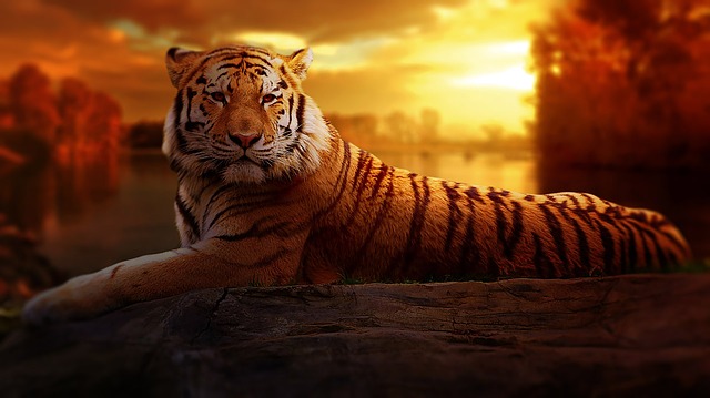 signification spirituelle du tigre