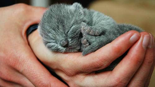 rêve de petits chats