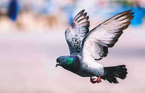 que signifie rêver de pigeons volants