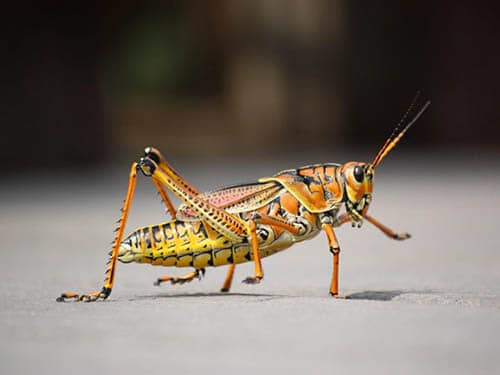 trouver un cricket dans la maison qu'est-ce que cela signifie