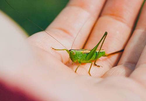 sens de la cage de cricket