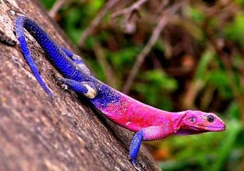 animaux de pouvoir lézard