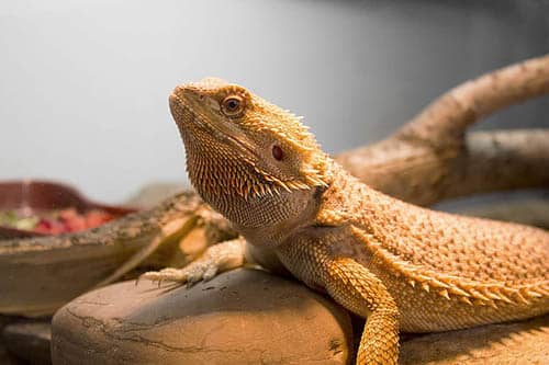 animal lézard jaune
