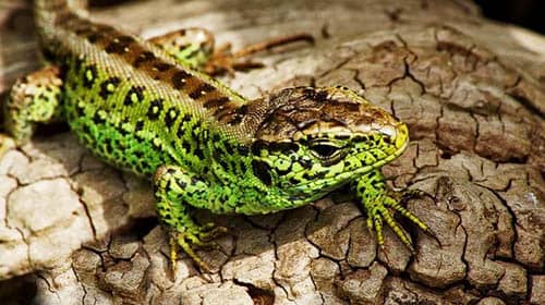 signification spirituelle du lézard