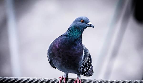 Signification d'un pigeon qui s'écrase sur votre fenêtre 【 2023