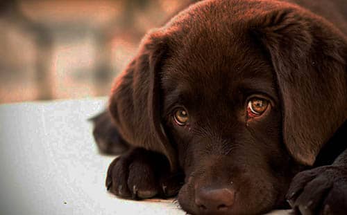 Signification de votre chien qui vous regarde