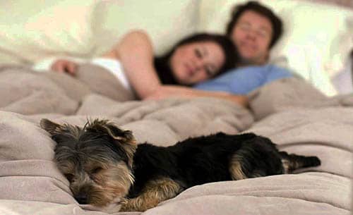 Qu'est-ce que cela signifie quand votre chien dort sur vos pieds