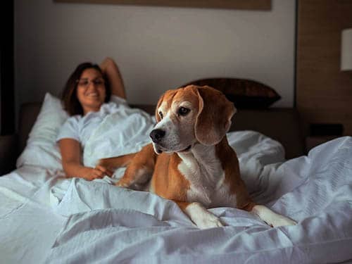 qu'est-ce que cela signifie quand votre chien dort sur vos pieds