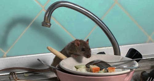 signification spirituelle de trouver une souris à la maison