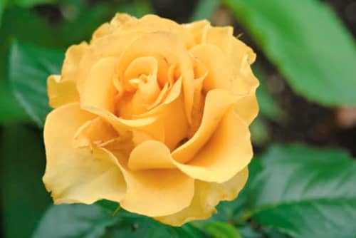 signification de rêver de roses jaunes