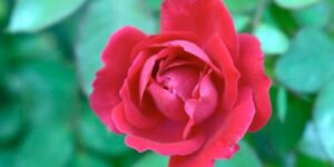 Que signifie rêver de roses Que-significa-sonar-con-rosas-1.jpg