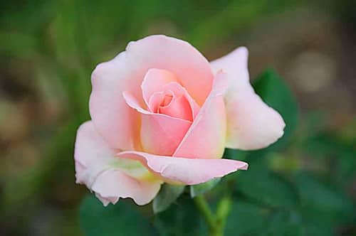 rêve de roses roses