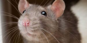 Signification de rêver qu'un rat vous mord Significado-de-sonar-que-una-rata-te-muerde.jpg