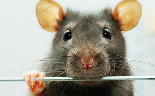 totem des rats