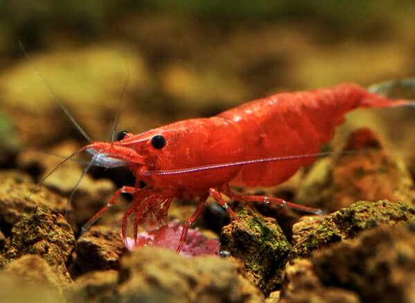 signification de rêver de crevettes