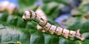 Que signifie rêver de vers à soie que-significa-sonar-con-gusanos-de-seda.jpg