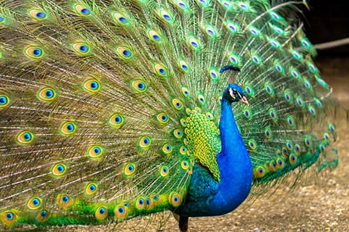 rêver avec une signification de paon