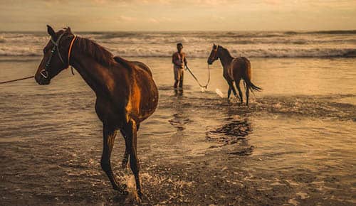 rêve de chevaux courant sur la plage