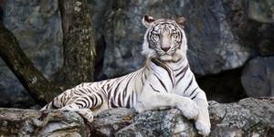 Que signifie rêver d'un tigre blanc Que-significa-sonar-con-un-tigre-blanco.jpg