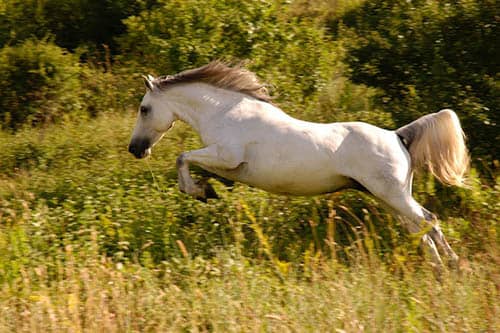 signification de rêver avec des chevaux qui courent
