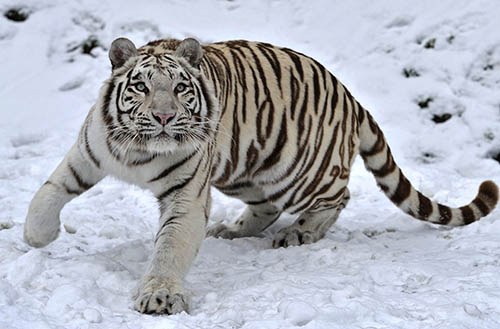 Signification du rêve de tigre blanc