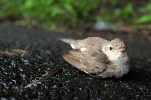 Que signifie trouver un oiseau blessé ?