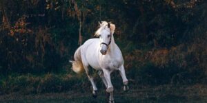 Que signifie rêver de courir avec des chevaux ? que-significa-sonar-con-caballos-corriendo.jpg