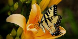 Signification spirituelle du papillon jaune significado-espiritual-de-la-mariposa-amarilla.jpg
