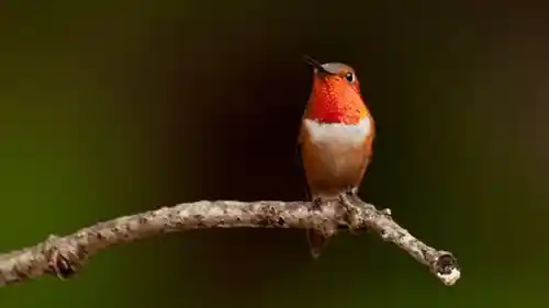 Que signifie croiser un colibri rouge ?