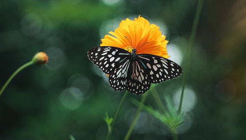 Que signifie le papillon en amour ?