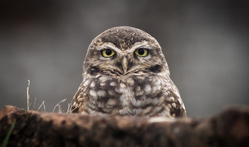 signification d'un hibou qui te regarde